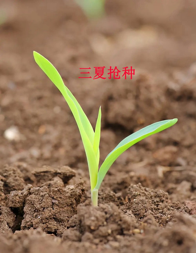 科技植保-夏秋作物莳植要点(图1)