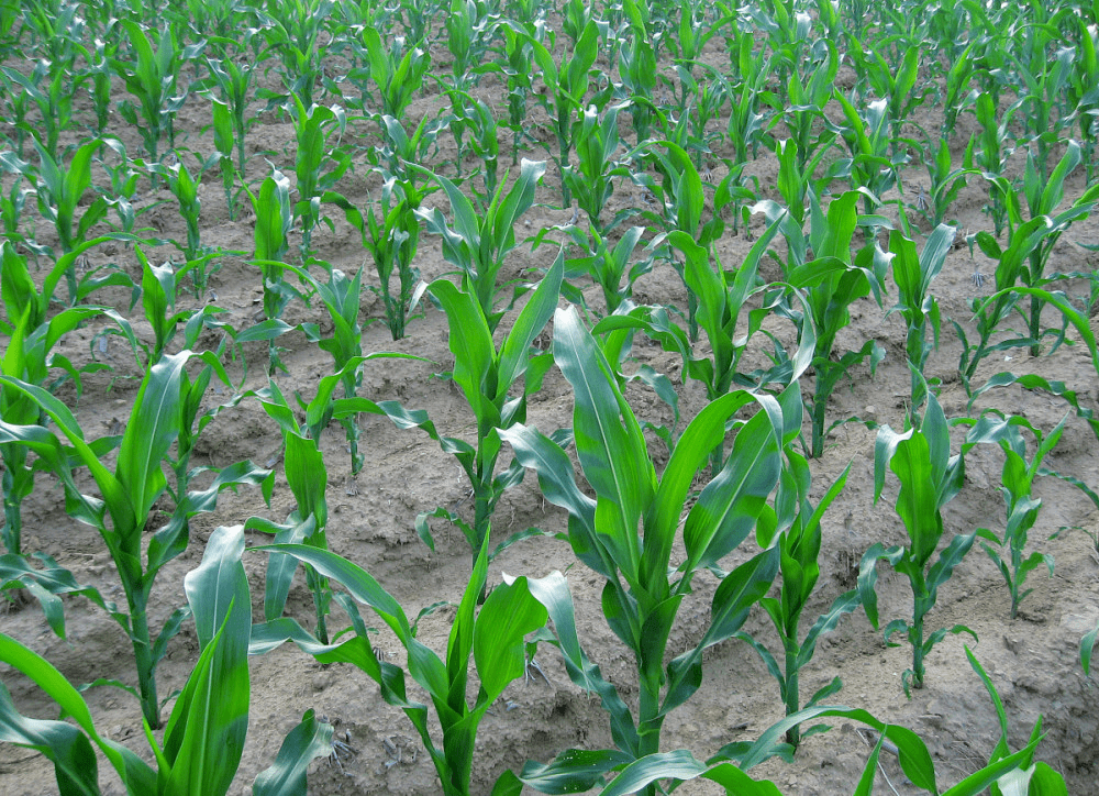 玉米什么时间控旺？这样做，效果好！(图1)