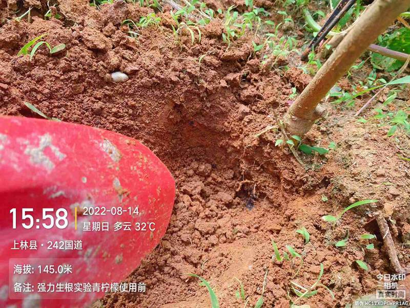 亿万先生生根产品试验(图2)