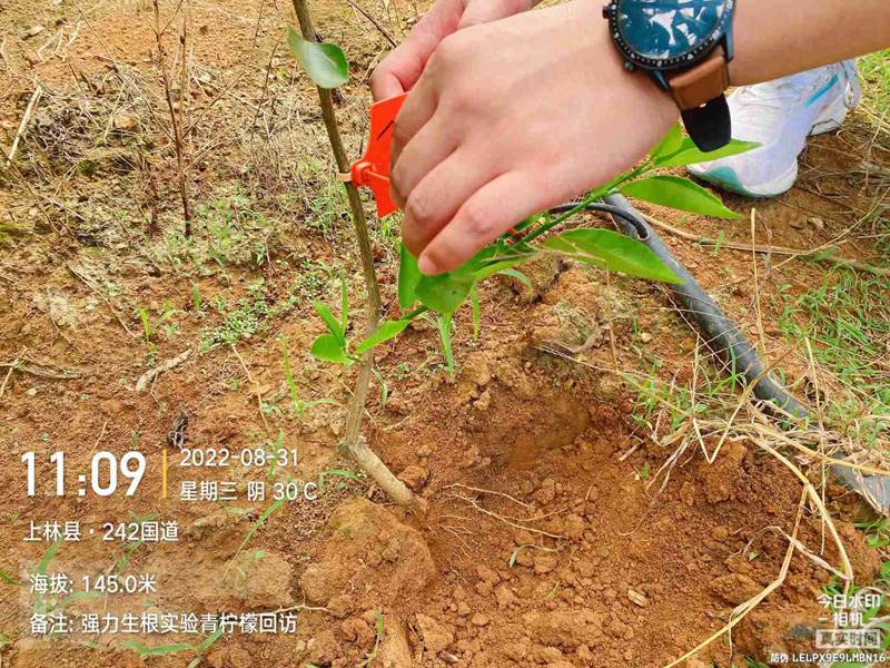 亿万先生生根产品试验(图4)