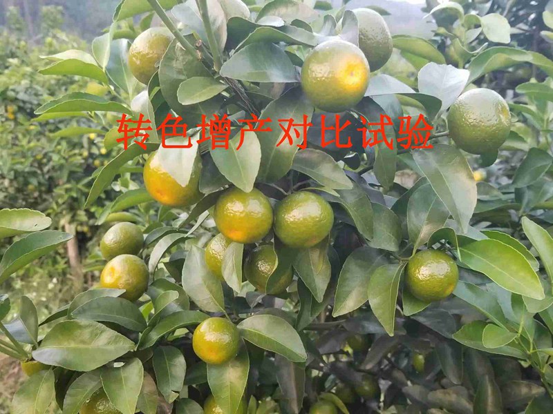 产品比照试验——沃柑转色增产(图1)