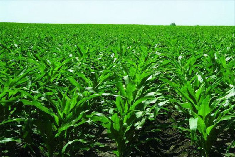 玉米苗期治理(图1)