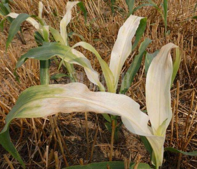 玉米苗期治理(图5)