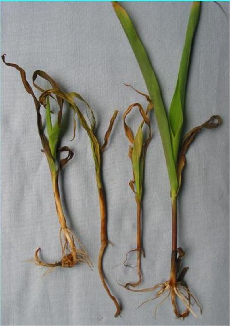 玉米苗期治理(图7)