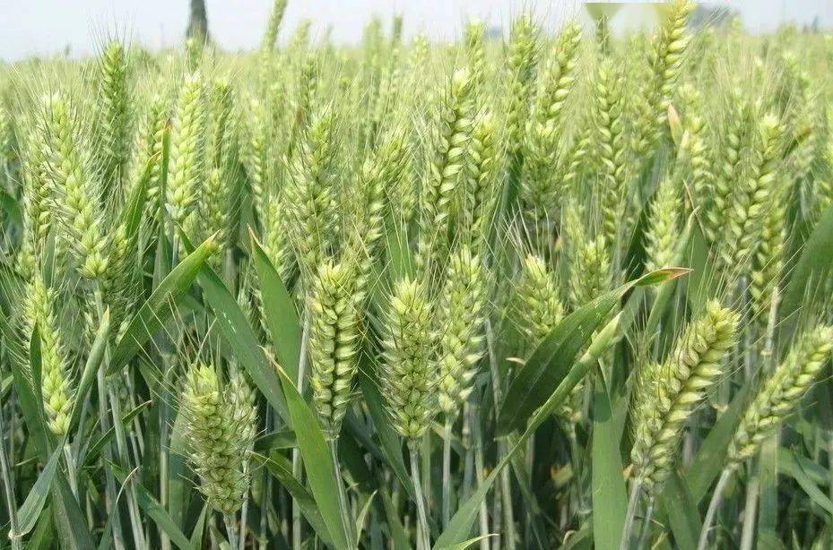 植保知识-小麦灌浆期治理要点(图1)