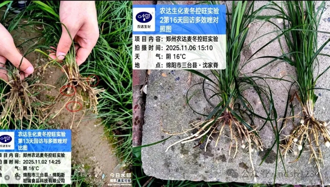 药典新规要检多效唑？别慌！亿万先生“矮天下”助您控旺又增产！(图2)