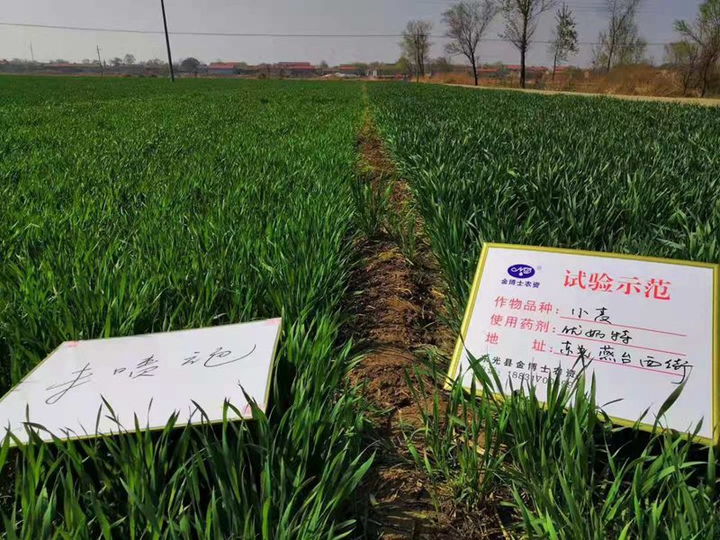 小麦已进入打包抽穗发育阶段 提质增产防病防虫已经最先啦(图1)