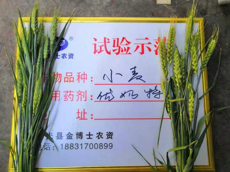 小麦已进入打包抽穗发育阶段 提质增产防病防虫已经最先啦(图2)
