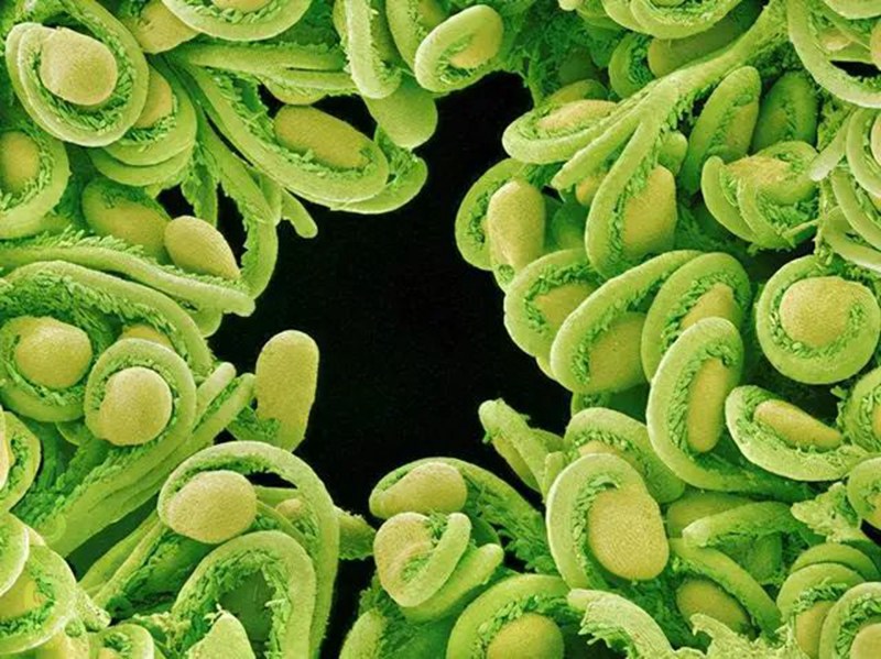 生物农药一连使用会不会爆发抗药性？(图2)