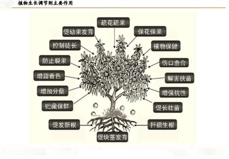 植物生长调理剂的功效与用法(图1)