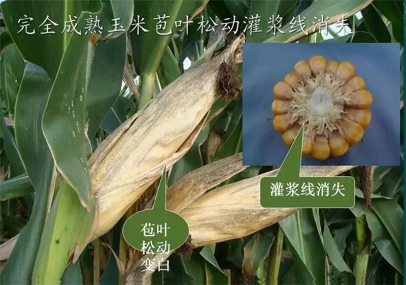 今年小麦要晚种，玉米要晚收！(图1)