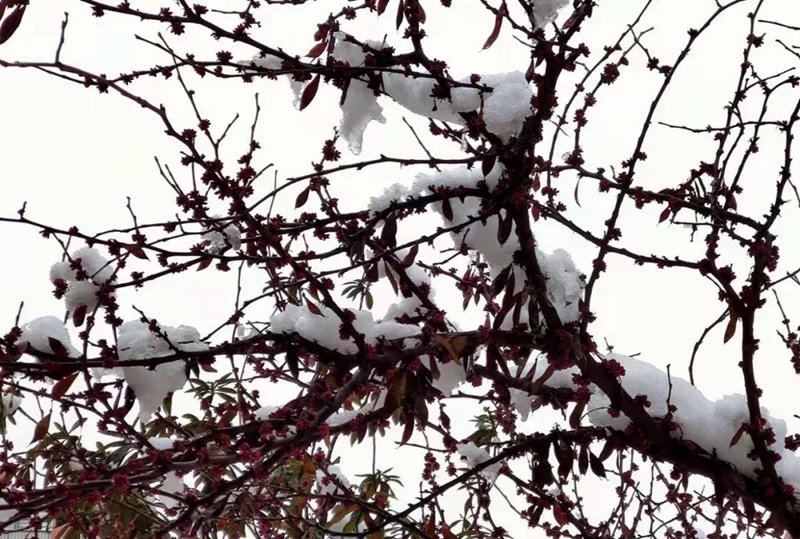 今年是“冷冬”照旧“暖冬”？(图2)