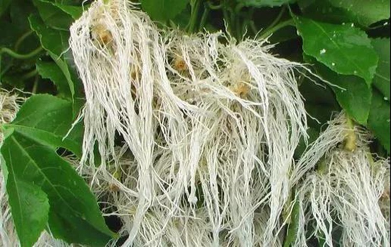 根是植物的命，捉住这几点，根系粗大、四通蓬勃(图2)